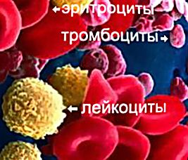 Резус